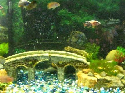 50 gallons freshwater fish tank (mostly fish and non-living decorations) - 50 gal african cichlid tank
11 fish in total
several different species from lake malawi
60 gal total filtration 50 gallons freshwater fish tank (mostly fish and non-living decorations) - 50 gal african cichlid tank
11 fish in total
several different species from lake malawi
60 gal total filtration