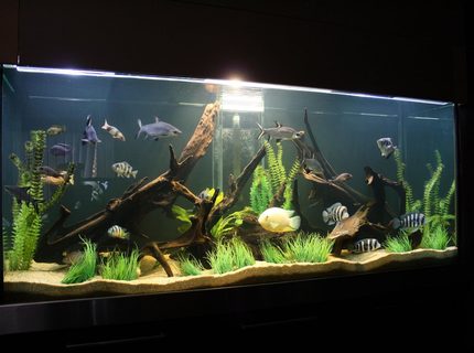 Rated #6: 245 Gallons Freshwater Fish Tank - cichlid tank! Rated #6: 245 Gallons Freshwater Fish Tank - cichlid tank!