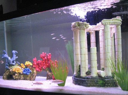 45 gallons freshwater fish tank (mostly fish and non-living decorations) - My Tropical Freshwater Aquarium 45 gallons freshwater fish tank (mostly fish and non-living decorations) - My Tropical Freshwater Aquarium