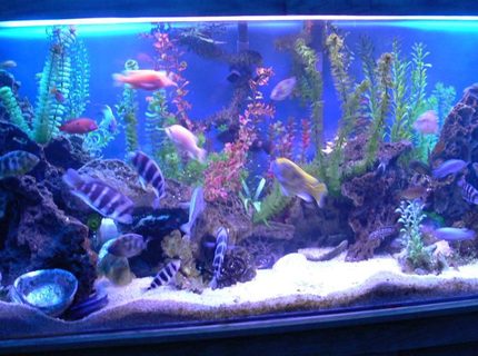 Rated #4: 300 Gallons Freshwater Fish Tank - 1200L(300Gal) tank with 90 african cichlids. Rated #4: 300 Gallons Freshwater Fish Tank - 1200L(300Gal) tank with 90 african cichlids.