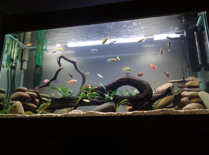 209 gallons freshwater fish tank (mostly fish and non-living decorations) - new cichlid setup with live plants 209 gallons freshwater fish tank (mostly fish and non-living decorations) - new cichlid setup with live plants