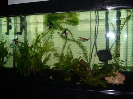 50 gallons freshwater fish tank (mostly fish and non-living decorations) - my tank 50 gallons freshwater fish tank (mostly fish and non-living decorations) - my tank