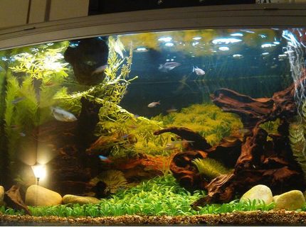 Rated #15: 44 Gallons Freshwater Fish Tank - My setup Rated #15: 44 Gallons Freshwater Fish Tank - My setup