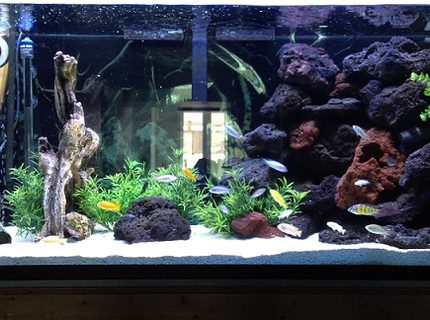 Rated #1: 90 Gallons Freshwater Fish Tank - 90 gal. African Cichlid Tank Rated #1: 90 Gallons Freshwater Fish Tank - 90 gal. African Cichlid Tank
