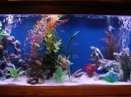 Rated #65: 55 Gallons Freshwater Fish Tank - About three weeks into the free 55 gal tank we got from a neighbor. Rated #65: 55 Gallons Freshwater Fish Tank - About three weeks into the free 55 gal tank we got from a neighbor.