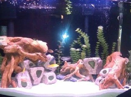 Rated #86: 40 Gallons Freshwater Fish Tank Rated #86: 40 Gallons Freshwater Fish Tank