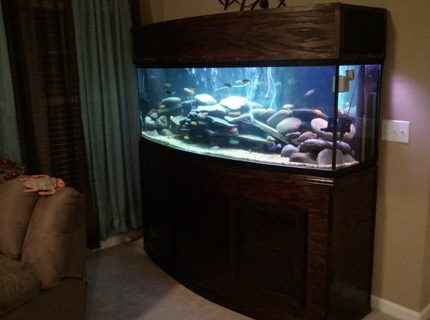 Rated #29: 155 Gallons Freshwater Fish Tank - 155gal Bow Front-Custom built stand and canopy Rated #29: 155 Gallons Freshwater Fish Tank - 155gal Bow Front-Custom built stand and canopy