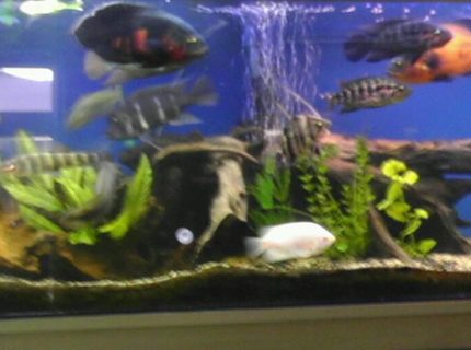 240 gallons freshwater fish tank (mostly fish and non-living decorations) - Sorry for the bad pic, aquarium made by tru view stand custom made by seahorse aquarium in Portland, Oregon I made the hood myself, I love the driftwood look so I have alot of driftwood, got the sand from an aquarium shop that was going out of business,( about 250-300 lbs of sand) 240 gallons freshwater fish tank (mostly fish and non-living decorations) - Sorry for the bad pic, aquarium made by tru view stand custom made by seahorse aquarium in Portland, Oregon I made the hood myself, I love the driftwood look so I have alot of driftwood, got the sand from an aquarium shop that was going out of business,( about 250-300 lbs of sand)