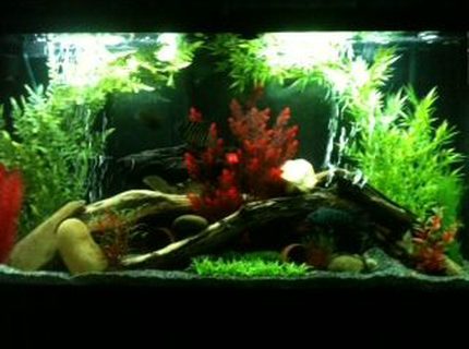 Rated #27: 65 Gallons Freshwater Fish Tank - Amazon Biotope Rated #27: 65 Gallons Freshwater Fish Tank - Amazon Biotope