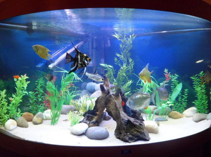 93 gallons freshwater fish tank (mostly fish and non-living decorations) - updated pic of tank 93 gallons freshwater fish tank (mostly fish and non-living decorations) - updated pic of tank