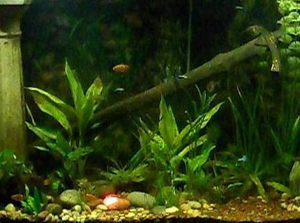Rated #21: Freshwater Fish Tank - This is my Lord of the Rings aquarium, 90 gallons, home to guppies, tetras, rosy barbs, a tiger pleco, kuhli loaches, and freshwater clams. Yes, that is the One Ring on the bottom, highlighted with a red light. Rated #21: Freshwater Fish Tank - This is my Lord of the Rings aquarium, 90 gallons, home to guppies, tetras, rosy barbs, a tiger pleco, kuhli loaches, and freshwater clams. Yes, that is the One Ring on the bottom, highlighted with a red light.