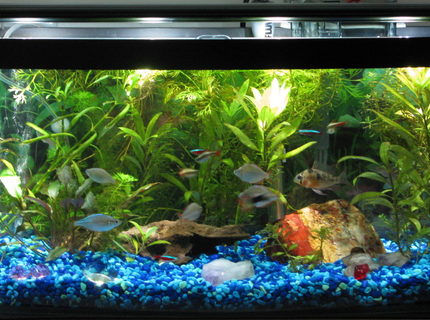 Rated #61: 13 Gallons Freshwater Fish Tank - 13 gallon bowfront Rated #61: 13 Gallons Freshwater Fish Tank - 13 gallon bowfront