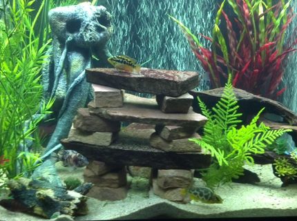 Rated #31: 55 Gallons Freshwater Fish Tank - My 56 Gal Cichlid tank Rated #31: 55 Gallons Freshwater Fish Tank - My 56 Gal Cichlid tank