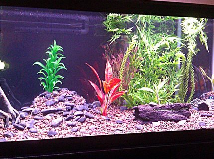 Rated #55: 75 Gallons Freshwater Fish Tank - Here Rated #55: 75 Gallons Freshwater Fish Tank - Here's my 75 gallon freshwater. Don't be too hard on me, I'm new to the hobby. I just added a new fish today, an Electric Catfish! I'm so excited. I also really love my Delhezi Bichir. Other fish also in the tank: Senegal bichir and striped raphael and featherfin cats. I have a couple live plants. I have a few ideas for my tank and will be changing things up soon. I just love this stuff!
Any suggestions would be appreciated, Thanks.