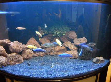 Rated #75: 100 Gallons Freshwater Fish Tank - Lake Malawi cichlids tank Rated #75: 100 Gallons Freshwater Fish Tank - Lake Malawi cichlids tank