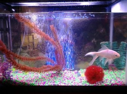 20 gallons freshwater fish tank (mostly fish and non-living decorations) - Biggy 20 gallons freshwater fish tank (mostly fish and non-living decorations) - Biggy