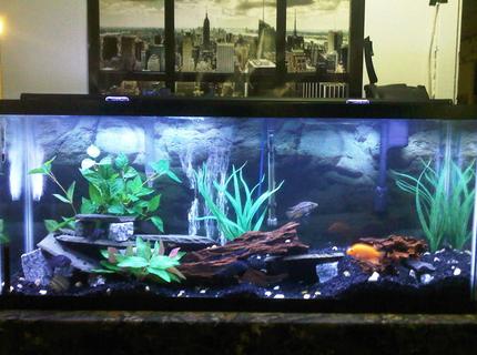 Rated #72: 55 Gallons Freshwater Fish Tank Rated #72: 55 Gallons Freshwater Fish Tank