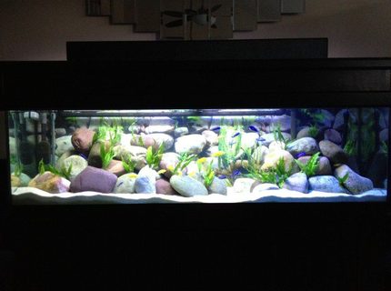 Rated #11: 125 Gallons Freshwater Fish Tank - 125 Gallon Malawi Cichlid tank. Yellow Labs, Acei, Demasoni Rated #11: 125 Gallons Freshwater Fish Tank - 125 Gallon Malawi Cichlid tank. Yellow Labs, Acei, Demasoni's, and a OB Peacock.