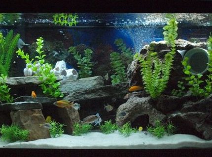 Rated #39: 80 Gallons Freshwater Fish Tank - My Mixed African Cichlid Tank!!! Rated #39: 80 Gallons Freshwater Fish Tank - My Mixed African Cichlid Tank!!!