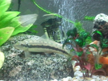 26 gallons freshwater fish tank (mostly fish and non-living decorations) - MY SUCKING LOACH 26 gallons freshwater fish tank (mostly fish and non-living decorations) - MY SUCKING LOACH