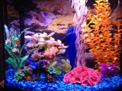 16 gallons freshwater fish tank (mostly fish and non-living decorations) - Full photo of tank 16 gallons freshwater fish tank (mostly fish and non-living decorations) - Full photo of tank