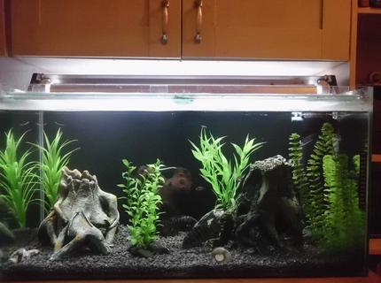 45 gallons freshwater fish tank (mostly fish and non-living decorations) 45 gallons freshwater fish tank (mostly fish and non-living decorations)