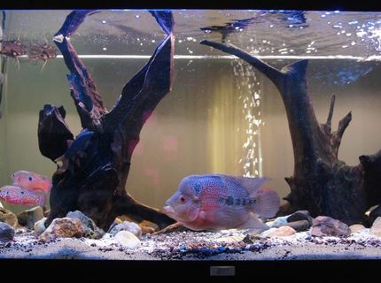 Rated #64: 60 Gallons Freshwater Fish Tank - Our tank, with fish... there is our flowerhorn, a catfish, some butterfly fish, and some chiclid rams :) and a pleco! Rated #64: 60 Gallons Freshwater Fish Tank - Our tank, with fish... there is our flowerhorn, a catfish, some butterfly fish, and some chiclid rams :) and a pleco!