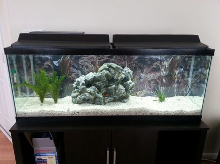 50 gallons freshwater fish tank (mostly fish and non-living decorations) - My New 50 Gallon Tank 50 gallons freshwater fish tank (mostly fish and non-living decorations) - My New 50 Gallon Tank
