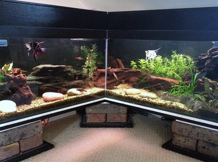 Rated #41: 40 Gallons Freshwater Fish Tank - my 2 year old aquascape Rated #41: 40 Gallons Freshwater Fish Tank - my 2 year old aquascape