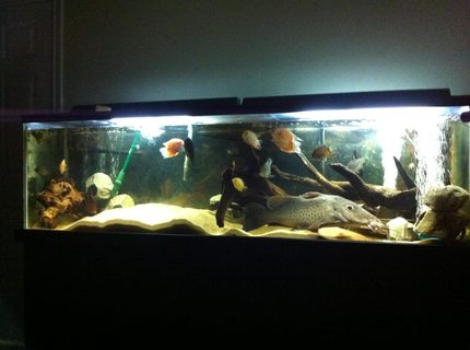 Rated #40: 125 Gallons Freshwater Fish Tank - My 125gallon Rated #40: 125 Gallons Freshwater Fish Tank - My 125gallon