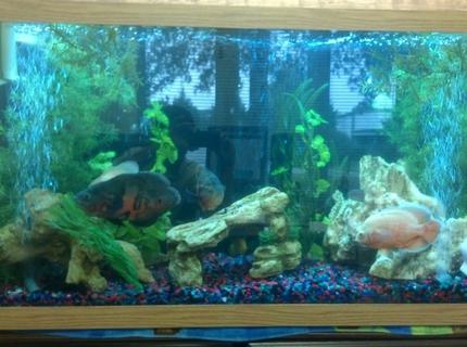90 gallons freshwater fish tank (mostly fish and non-living decorations) - Most of the fish are hidden by the air bubbles, decorations, and plants. 90 gallons freshwater fish tank (mostly fish and non-living decorations) - Most of the fish are hidden by the air bubbles, decorations, and plants.
