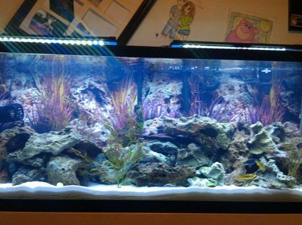 Rated #13: 55 Gallons Freshwater Fish Tank - 3 ornament, 55 gallon tank, Stand
(I
built), Background, Pure white
sand,
Digital thermometer, 2 24 inch
glass
canopy, 2 marineland 24 inch led\ Rated #13: 55 Gallons Freshwater Fish Tank - 3 ornament, 55 gallon tank, Stand
(I
built), Background, Pure white
sand,
Digital thermometer, 2 24 inch
glass
canopy, 2 marineland 24 inch led's,
48 inch double t5 fixture, Actinic
bulb, 10k bulb, Extra color-max
bulb, 950 circulation fan, 500
circulation fan, 30 powerhead, 80
gallon fluval heater, Marineland
100
gallon canister, 2 6 plug timers,
Auto feeder, Lots of dead rock
FISH:
1 Frontosa ciclid, 1 Black ghost
knife, 1 African Leaf fish, 1
Dinosaur Bichir, 1 Ram ciclid, 3
kinds of Peacock ciclids, 3
electric
blue ciclids, 4 electric yellow
ciclids, 1 Afra ciclid, 2 Acei, 1
Angelica Boita, 2 Jack Dempsy, 2
African Featherfin catfish, 2 Black
convicts (male and female), 1
rubber
lip pleco, 1 Chinese algae eater, 2
Auratus ciclid (blue and yellow), 1
orange ciclid, 1Geophegus,peacock
eel and moliro ciclid