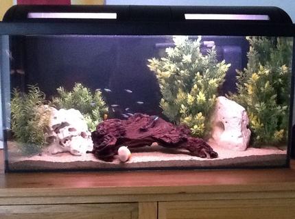 Rated #49: 20 Gallons Freshwater Fish Tank Rated #49: 20 Gallons Freshwater Fish Tank