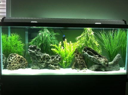 Rated #58: 55 Gallons Freshwater Fish Tank - Community tank Rated #58: 55 Gallons Freshwater Fish Tank - Community tank