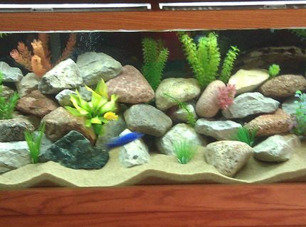 Rated #88: 75 Gallons Freshwater Fish Tank - 75 GALLON MBUNA TANK Rated #88: 75 Gallons Freshwater Fish Tank - 75 GALLON MBUNA TANK