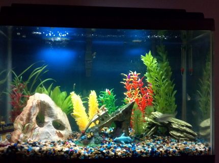 20 gallons freshwater fish tank (mostly fish and non-living decorations) - my tank 20 gallons freshwater fish tank (mostly fish and non-living decorations) - my tank
