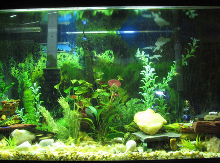 Rated #74: 55 Gallons Freshwater Fish Tank - This is my 55gal freshwater. Rated #74: 55 Gallons Freshwater Fish Tank - This is my 55gal freshwater.