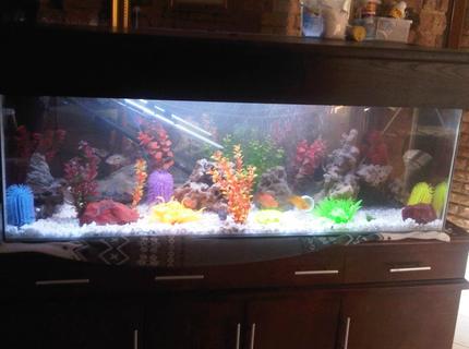 90 gallons freshwater fish tank (mostly fish and non-living decorations) 90 gallons freshwater fish tank (mostly fish and non-living decorations)