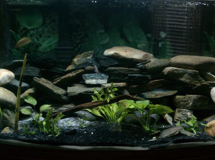 Rated #76: 46 Gallons Freshwater Fish Tank - Just big enough. Simple and easy to care for. Rated #76: 46 Gallons Freshwater Fish Tank - Just big enough. Simple and easy to care for.