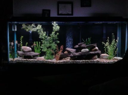 Rated #48: 150 Gallons Freshwater Fish Tank - 150 gallon Aquarium Rated #48: 150 Gallons Freshwater Fish Tank - 150 gallon Aquarium