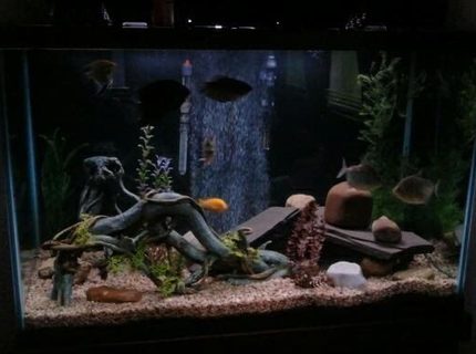 Rated #82: 150 Gallons Freshwater Fish Tank - 150 Gallon Rated #82: 150 Gallons Freshwater Fish Tank - 150 Gallon