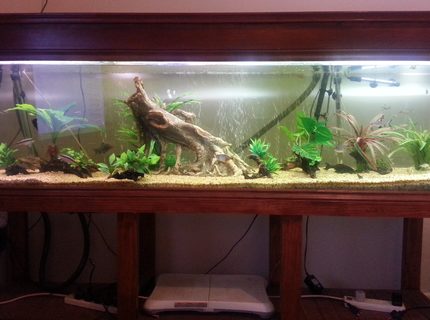 105 gallons freshwater fish tank (mostly fish and non-living decorations) - 6ft tropical tank 105 gallons freshwater fish tank (mostly fish and non-living decorations) - 6ft tropical tank