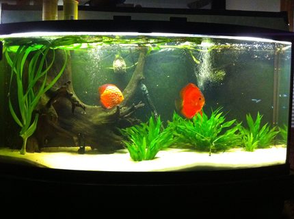 Rated #100: 72 Gallons Freshwater Fish Tank - discus home Rated #100: 72 Gallons Freshwater Fish Tank - discus home