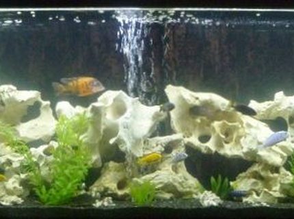 Rated #45: 135 Gallons Freshwater Fish Tank - 135 gallon African Cichlid Tank Rated #45: 135 Gallons Freshwater Fish Tank - 135 gallon African Cichlid Tank