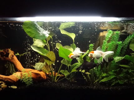 Rated #46: 27 Gallons Freshwater Fish Tank - my tank Rated #46: 27 Gallons Freshwater Fish Tank - my tank