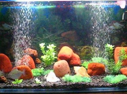 45 gallons freshwater fish tank (mostly fish and non-living decorations) - Ayantika's Aquarium 45 gallons freshwater fish tank (mostly fish and non-living decorations) - Ayantika's Aquarium