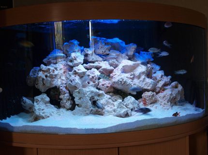 Rated #63: 90 Gallons Freshwater Fish Tank - Budget £500 aquarium Rated #63: 90 Gallons Freshwater Fish Tank - Budget £500 aquarium