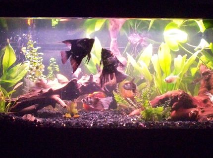 Rated #73: 30 Gallons Freshwater Fish Tank - This is my 30 gal. tank. They were all in a huge 125 gal. tank before, but now they are back in my old 30 gal. tank as temporary until I could manage to sort out setting up of their big home... Rated #73: 30 Gallons Freshwater Fish Tank - This is my 30 gal. tank. They were all in a huge 125 gal. tank before, but now they are back in my old 30 gal. tank as temporary until I could manage to sort out setting up of their big home...