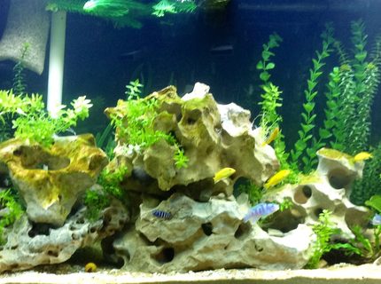 Rated #47: 60 Gallons Freshwater Fish Tank - My first Cichlid tank. So far everyone gets along. Rated #47: 60 Gallons Freshwater Fish Tank - My first Cichlid tank. So far everyone gets along.