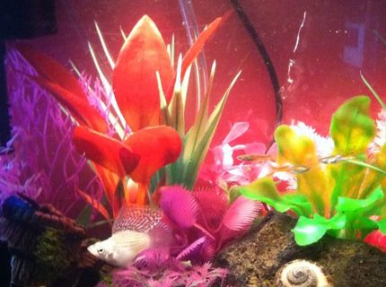 5 gallons freshwater fish tank (mostly fish and non-living decorations) - Molly 5 gallons freshwater fish tank (mostly fish and non-living decorations) - Molly